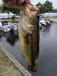Largemouth Bass
