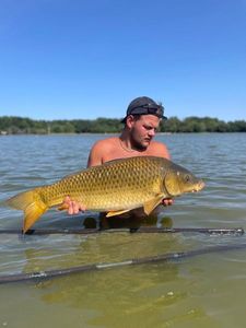 Common Carp