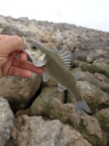 European Bass (Seabass)