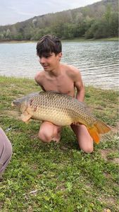 Common Carp