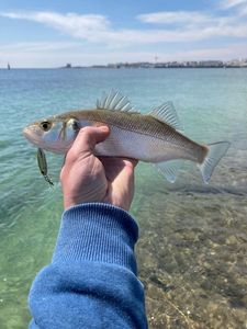 European Bass (Seabass)