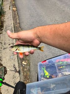 European Perch