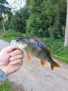 European Perch