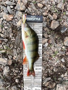 European Perch