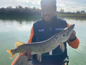 Northern Pike