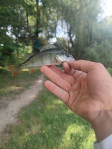 European Perch