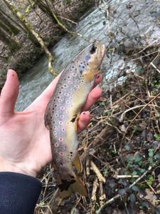 Brown Trout