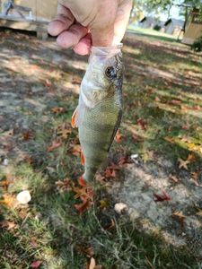 European Perch