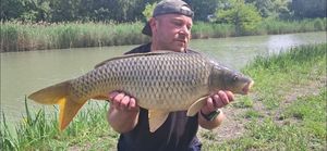 Common Carp