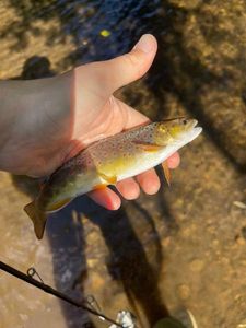 Brown Trout