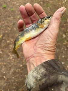 Brown Trout