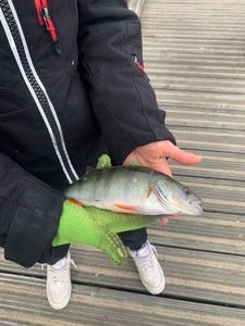 European Perch