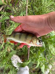 European Perch