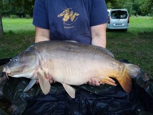 Mirror Carp