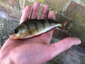 European Perch