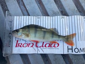 European Perch