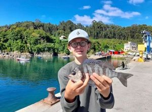 Gilthead Seabream
