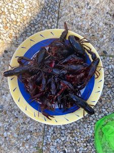 Red Swamp Crayfish