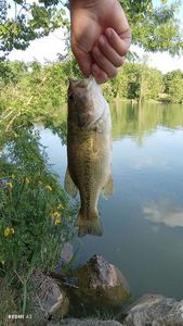 Largemouth Bass
