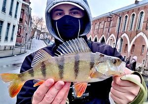 European Perch