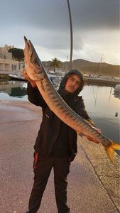 Great Barracuda