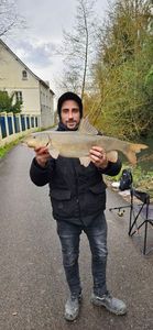 Barbel