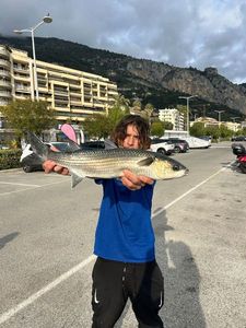 Thicklip Grey Mullet