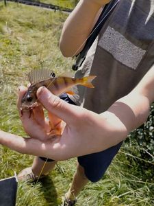 European Perch