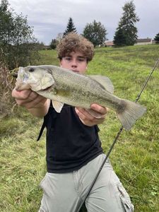 Largemouth Bass