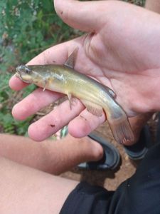 Black Bullhead