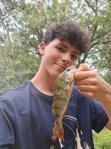 European Perch