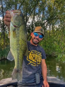 Largemouth Bass