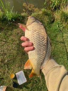 Common Carp