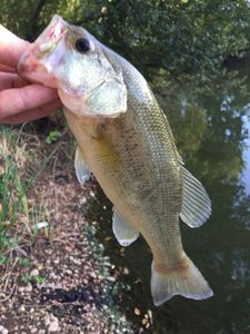 Largemouth Bass