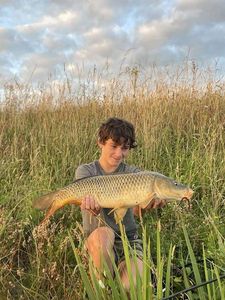 Common Carp