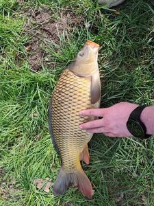 Common Carp