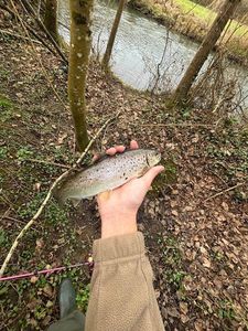 Rainbow Trout