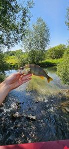 European Perch