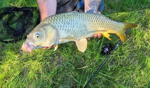 Common Carp