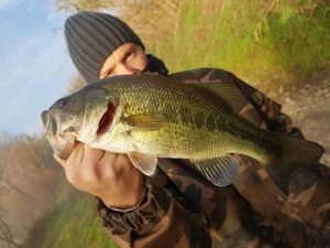 Smallmouth Bass