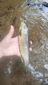 Brown Trout