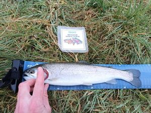 Rainbow Trout