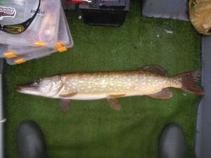 Northern Pike