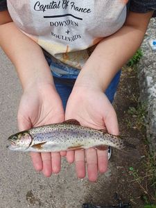 Rainbow Trout
