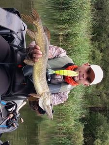 Chain Pickerel
