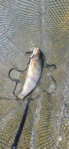 Rainbow Trout
