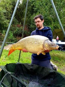 Common Carp