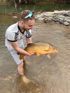 Common Carp