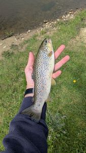 Brown Trout