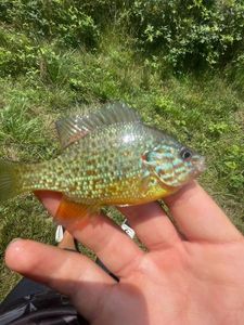 Green Sunfish